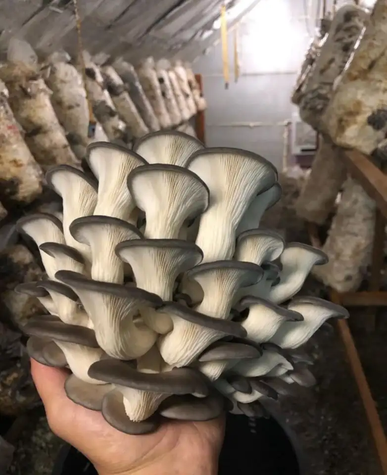 Продам грибы вешенки, фотография 1