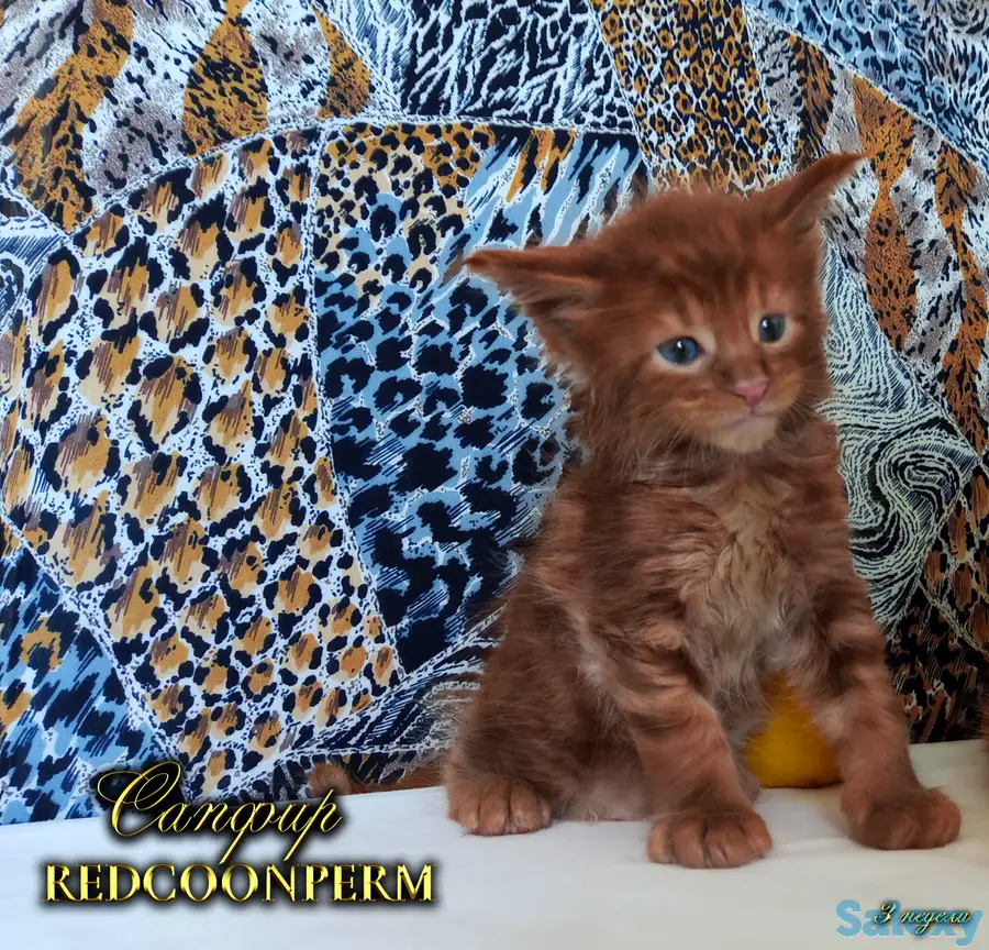 Мейн Кун красный солид. Шоу класс. Питомник, фотография 3