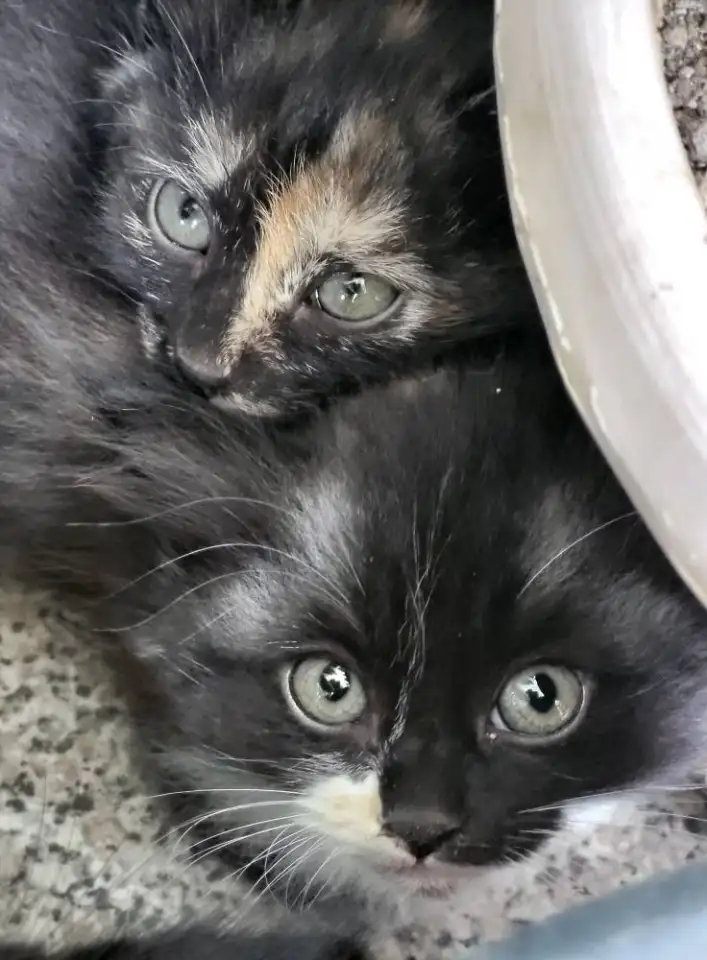 Очаровательные котята - в добрые руки, фотография 2