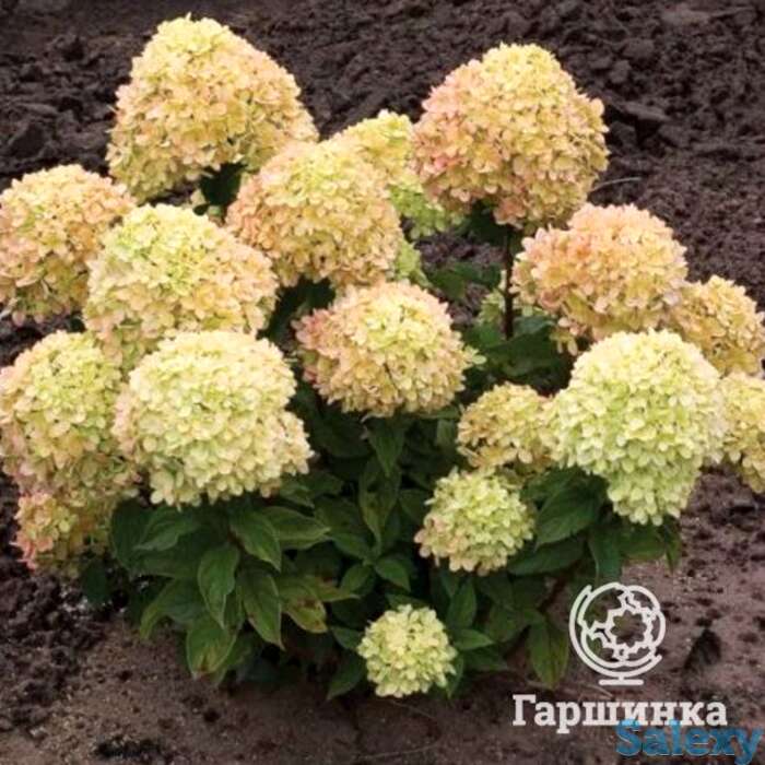 Гортензия коттон крем, фотография 1