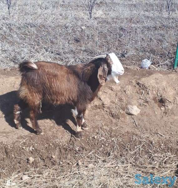 Осеменение. Молочные породы. Козы., фотография 3