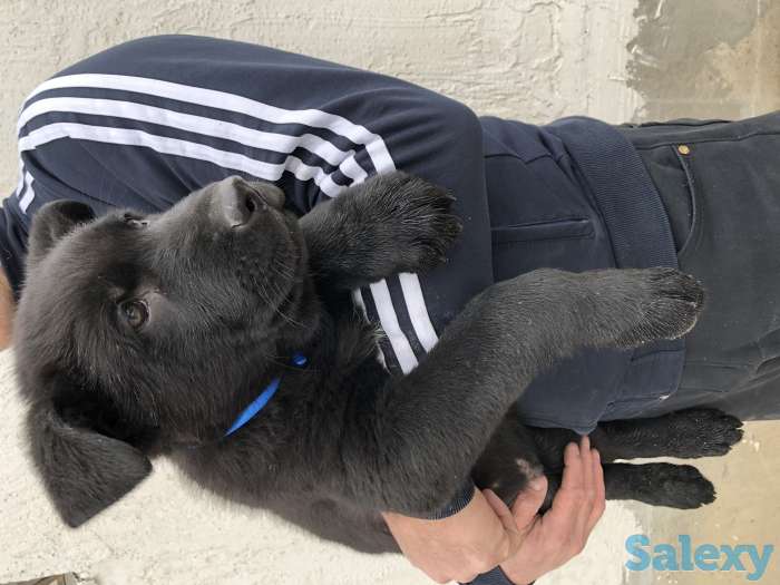 Продаются щенки ВЕО, фотография 3