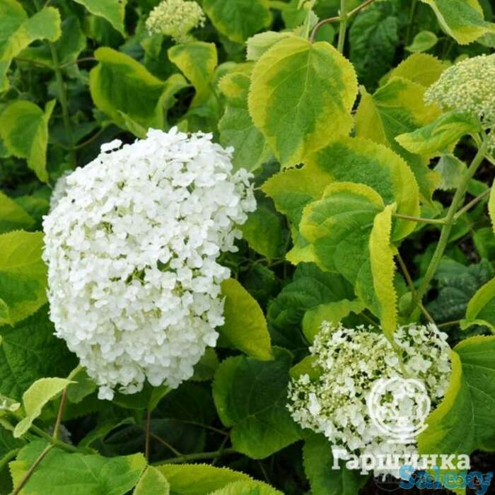 Гортензия голден анабель древовидная, фотография 1