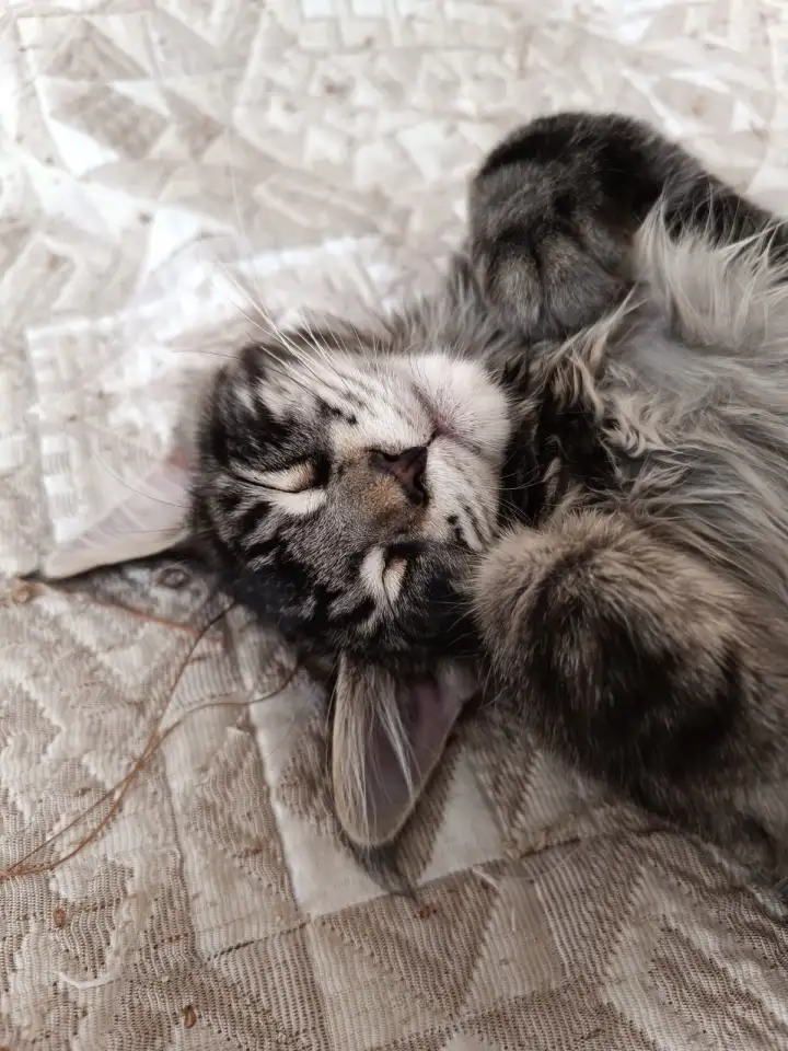 Продаю котенка породы мейн-кун, фотография 5