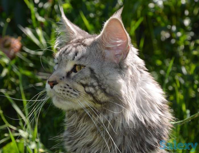 Шикарные котята Мейн-куна!, фотография 2