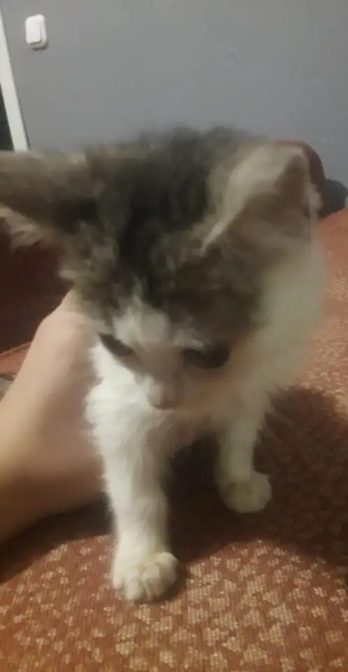 Отдам котят в хорошие руки, фотография 2