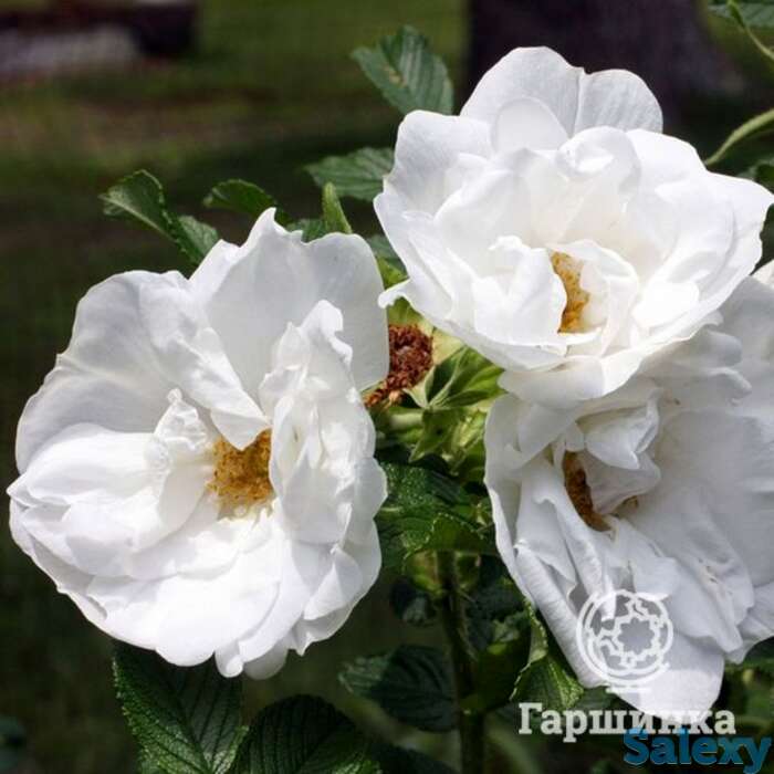 Роза бланк дабл де куберт, викс, фотография 1