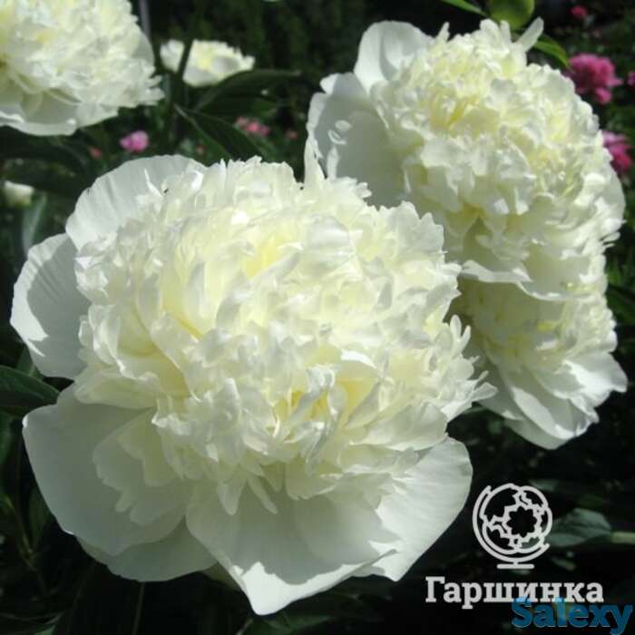 Пион дюшес де немур, фотография 1