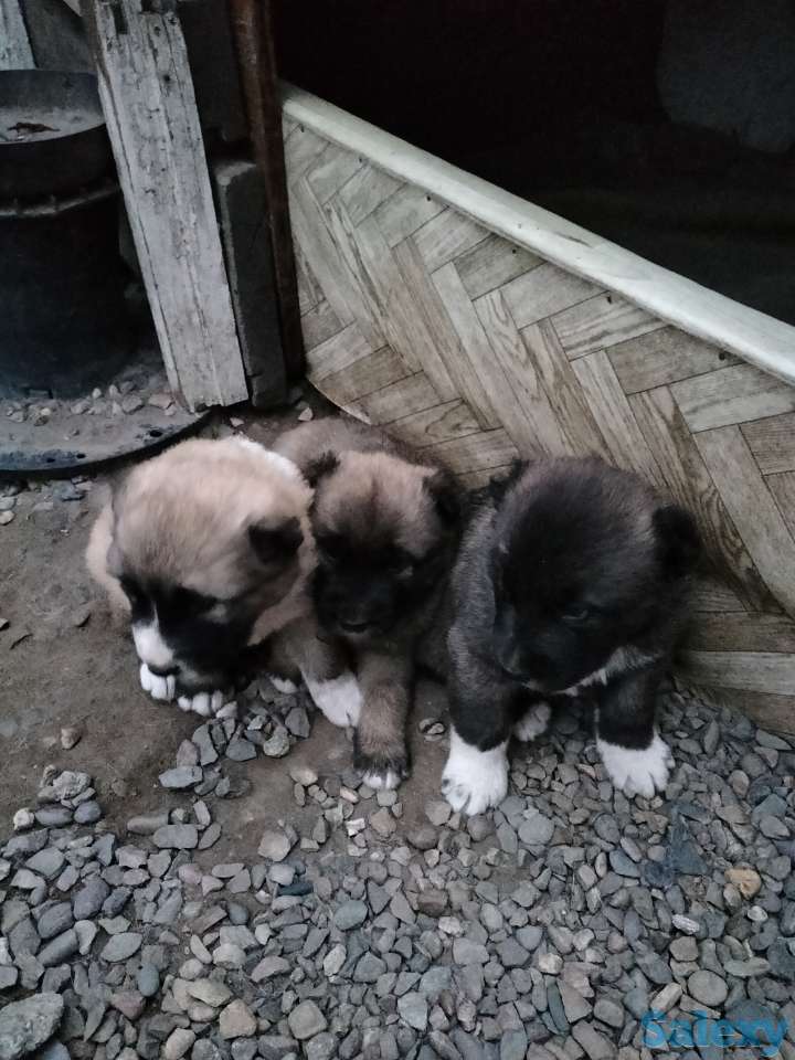 Продам щенков алабая, фотография 1