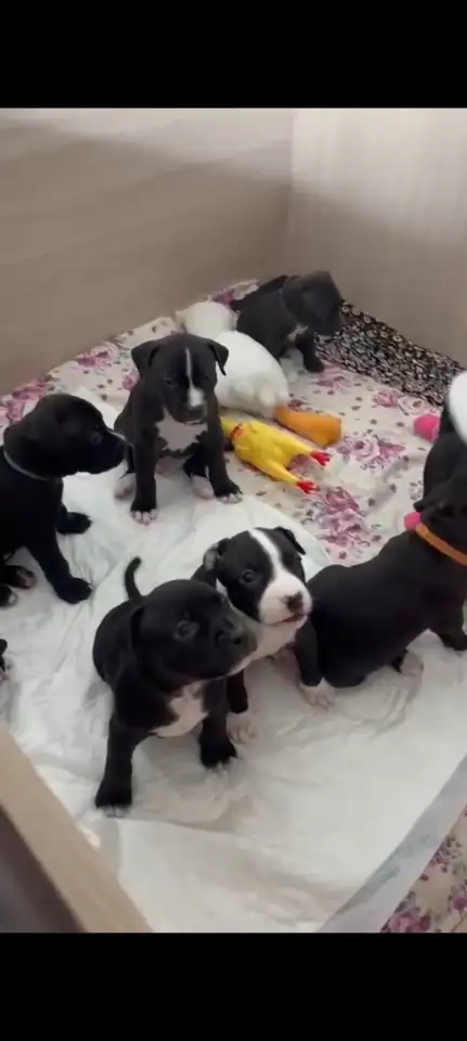 Готовятся к продаже щенки питбуля,родившиеся 7 января. Прекрасный подарок для ценителей породы! Остались 4 девочки один, фотография 2