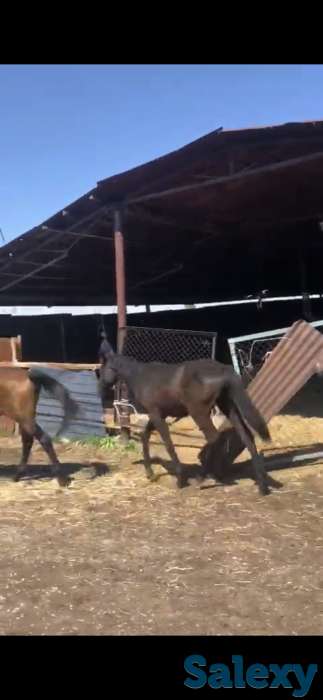 Ипподром КОКБАСТАУ, фотография 7