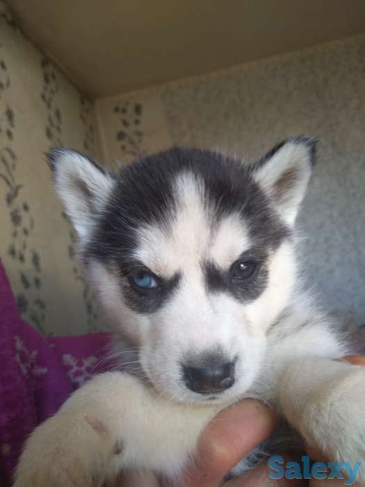 Продаю щенков сибирской хаски, фотография 3