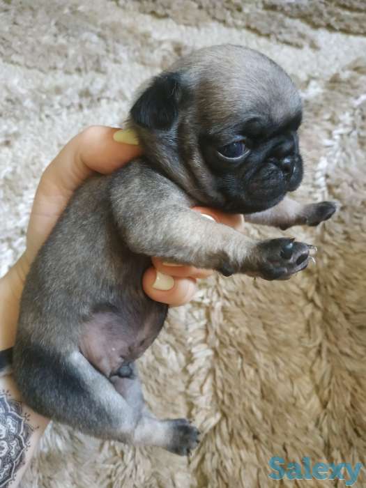 продам щенков породы мопс, фотография 3