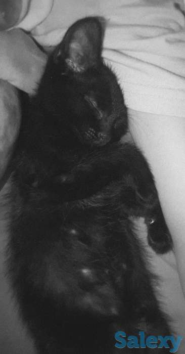 ОТДАМ КОТЁНКА В ХОРОШИЕ РУКИ, фотография 3