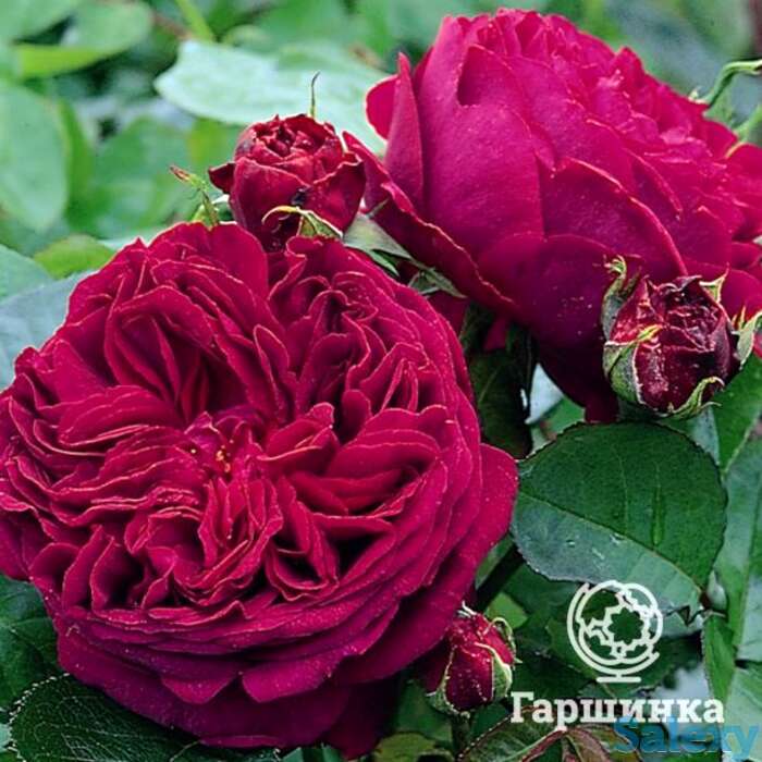 Роза алан сушон чайно-гибридная, топалович, фотография 1