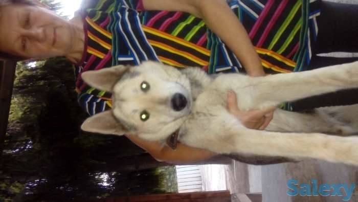 Спаривание, фотография 2