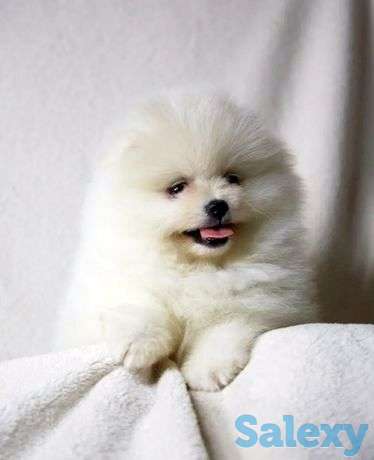 Настоящий мишка шпиц, фотография 1