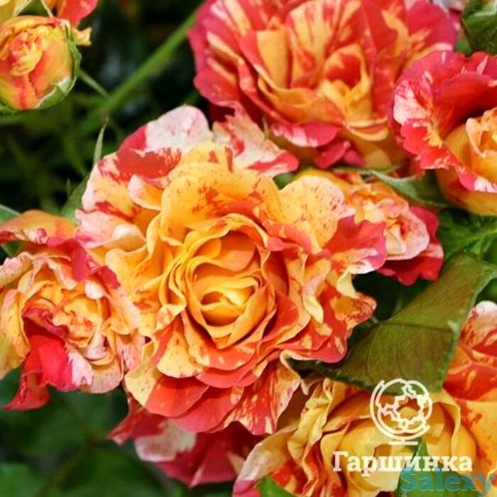 Роза альфред сислей, дельбар, фотография 1