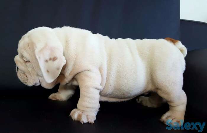 Ласковый и нежный зверь, фотография 3