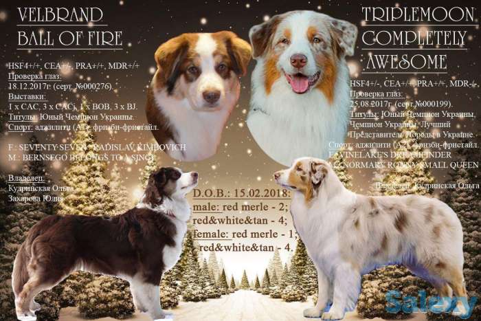 Продаются щенки Австралийской овчарки, фотография 1