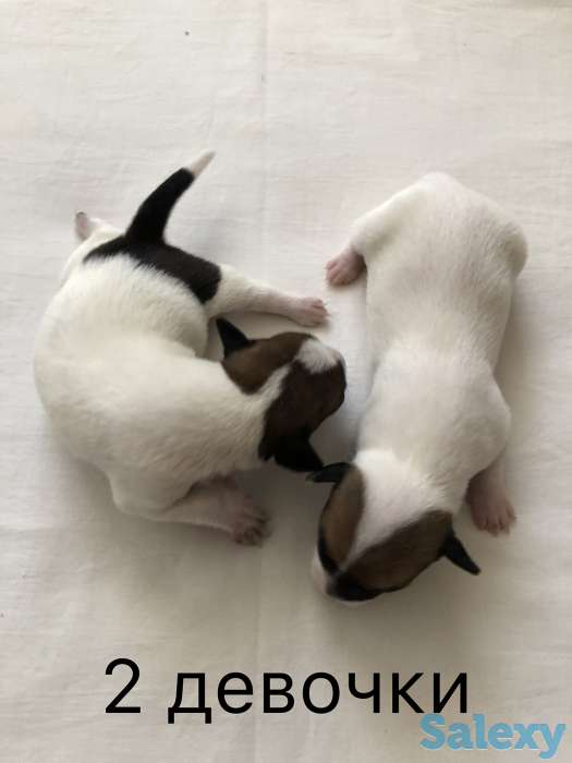 Щенки Джер Рассел Терьер, фотография 4