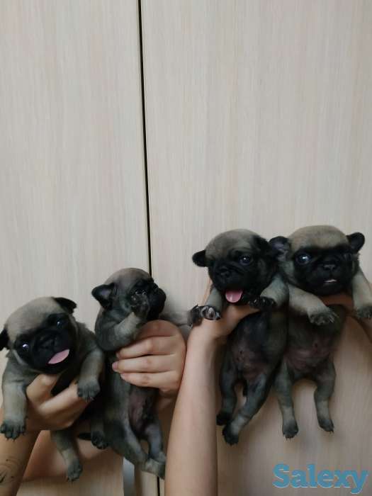 продам щенков породы мопс, фотография 2