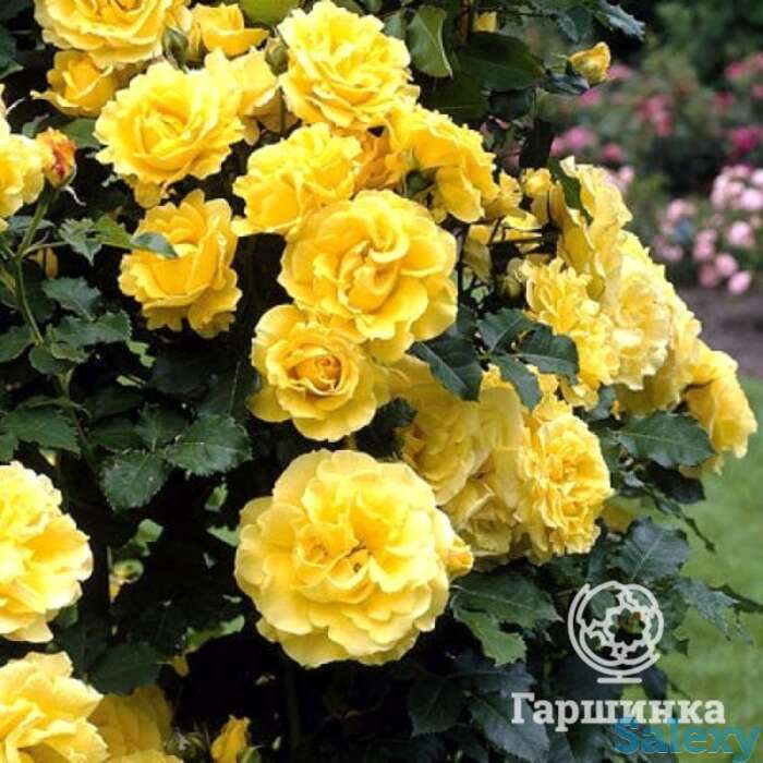 Роза голден шауэрс, кордес, фотография 1