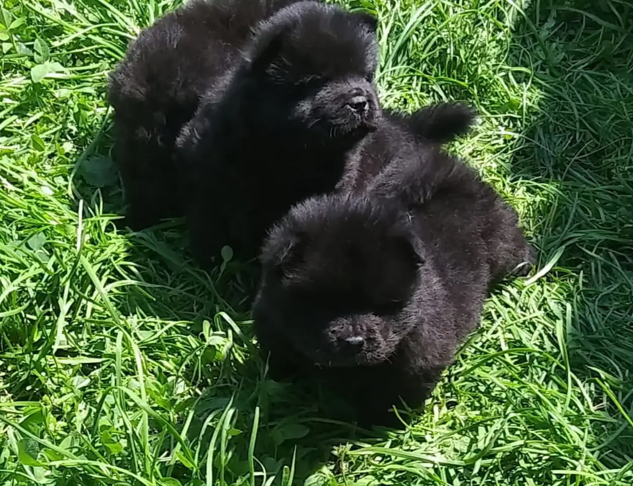 Милые мишки ЧАУ-ЧАУ, фотография 2