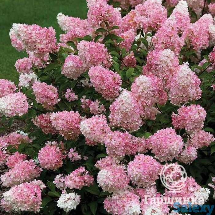 Гортензия тач оф пинк, фотография 1