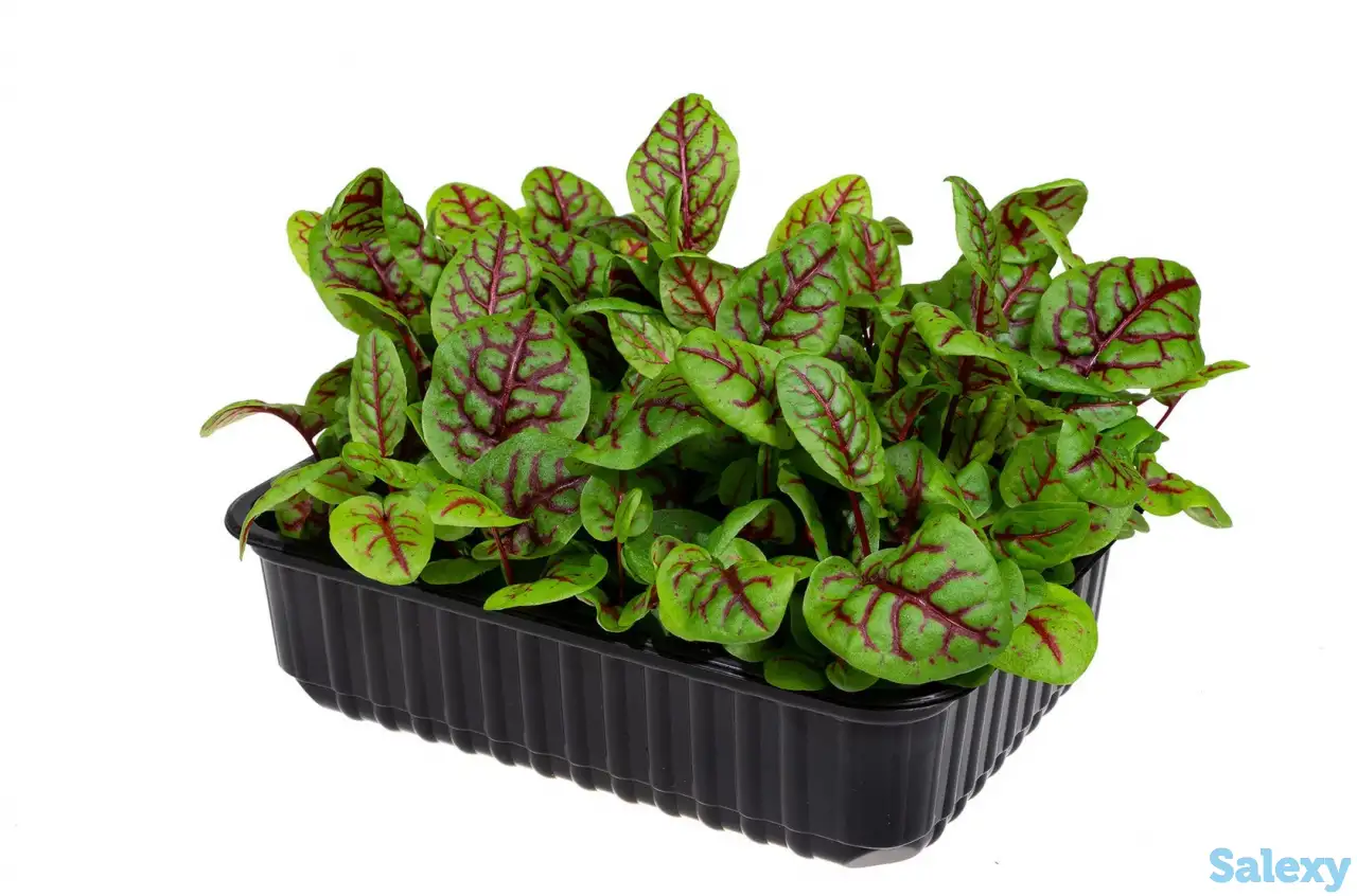 Микрозелень, фотография 1