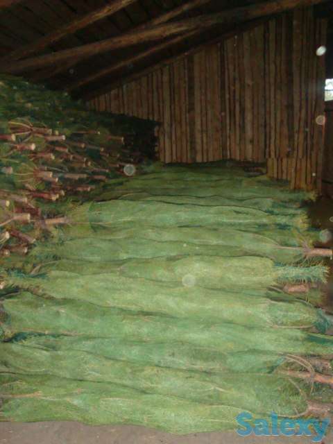 Новогодние хвойные деревья оптом - Ель, Пихта, Сосна, фотография 5