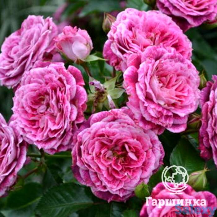 Роза летс селебрейт, фрайер, фотография 1