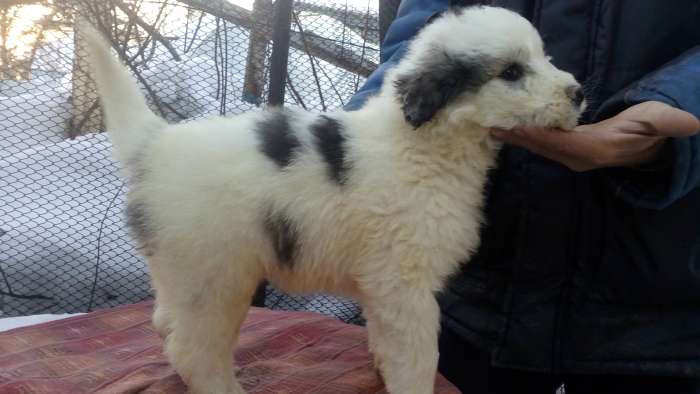 Продам щенков южнорусской овчарки, фотография 1