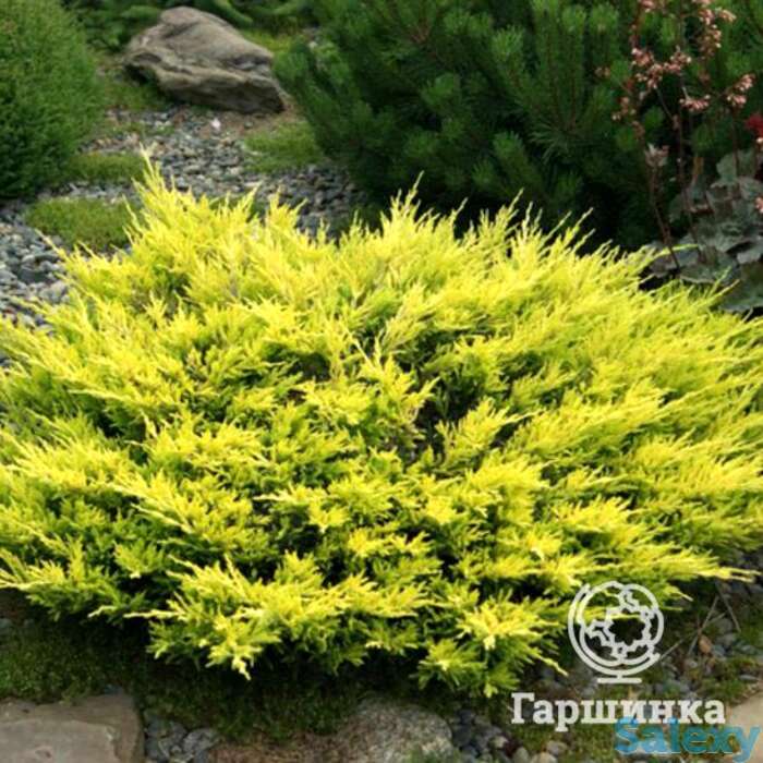 Можжевельник горизон. лаймглоу, фотография 1