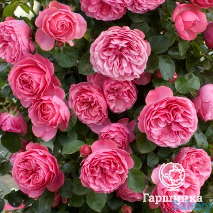 Роза леонардо да винчи флорибунда, топалович, фотография 1