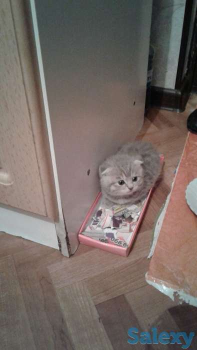 Продам котенка, фотография 1