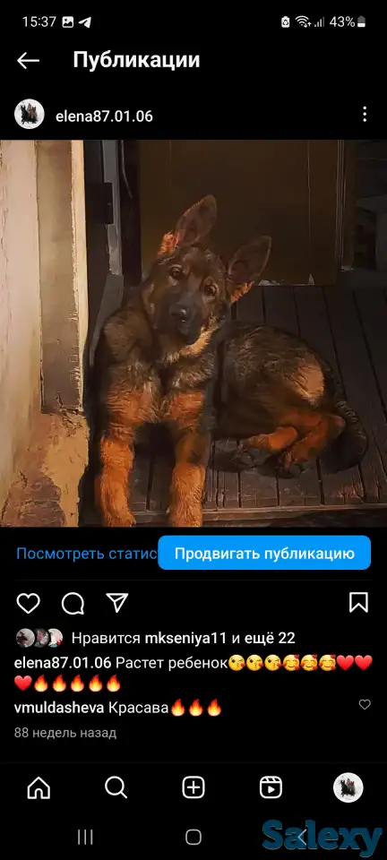 Щенки немецкой овчарки с шикарной родословной, фотография 6