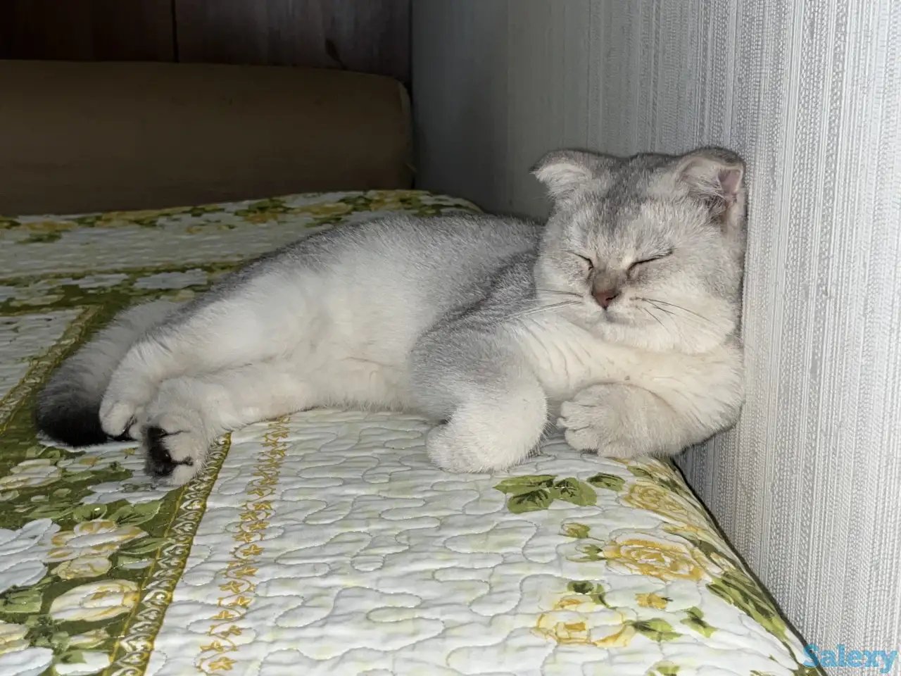 Скоттиш фолд котенок, фотография 2