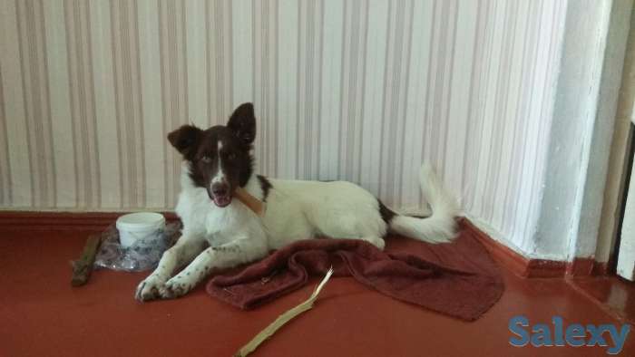 Отдам в хорошие руки!, фотография 1