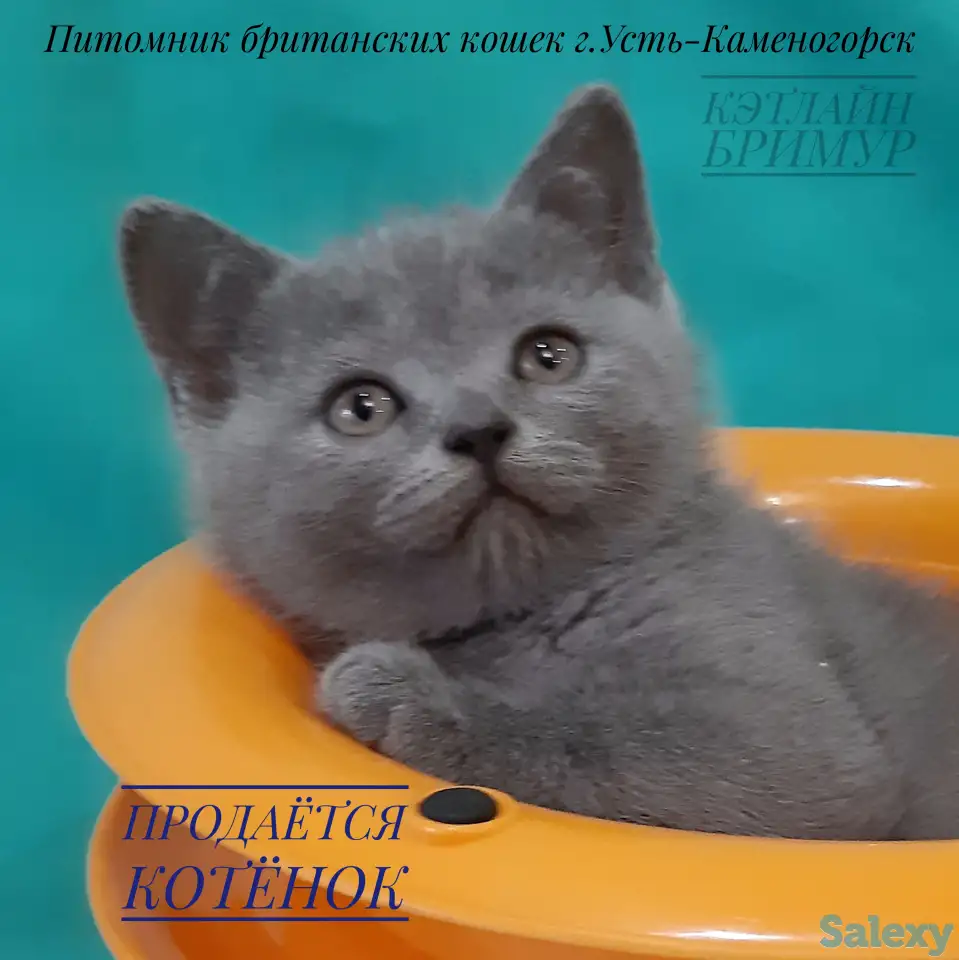 Британские котята, фотография 5