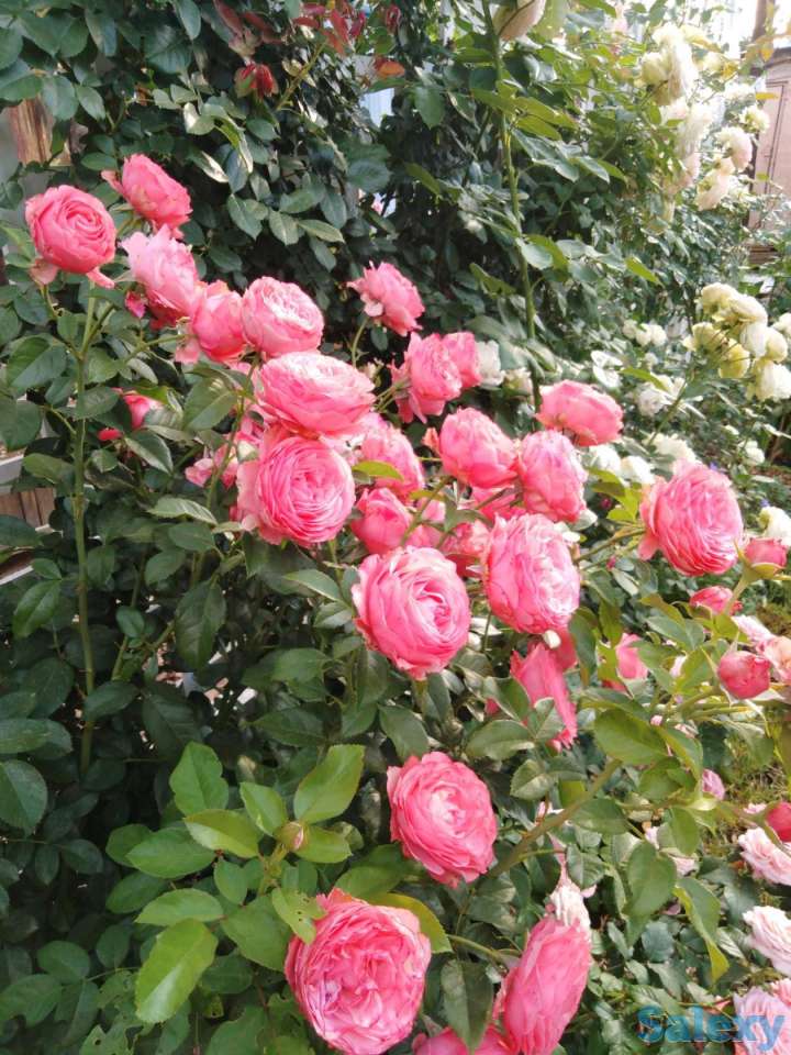 Саженцы масленичных роз. Сербия, фотография 4