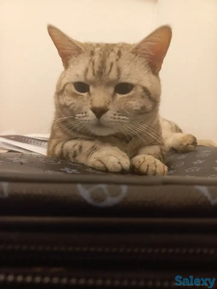 Отдам в добрые руки! Кот, Прямоухий Британец, фотография 1