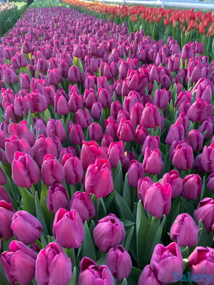 Тюльпаны оптом, фотография 6