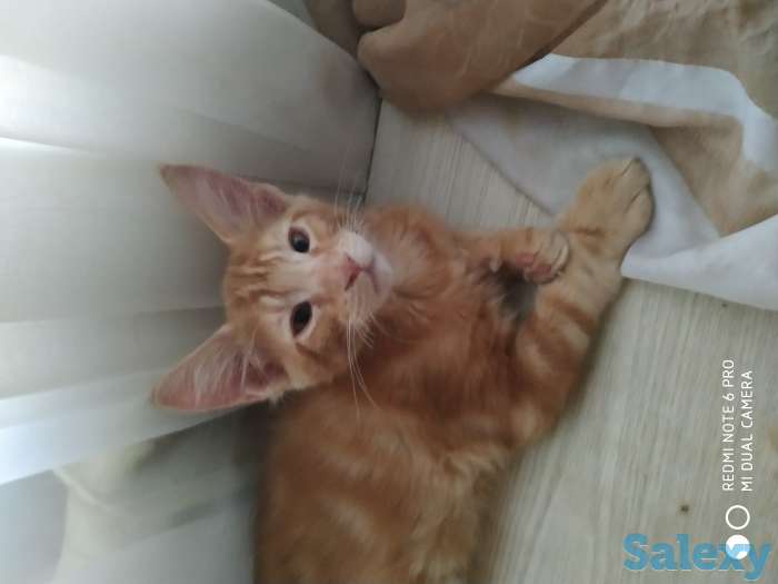Продам котят, фотография 2