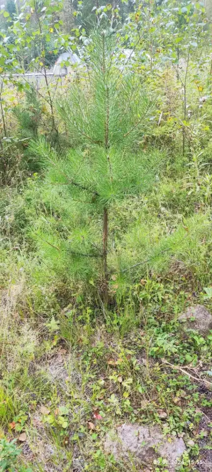 Туя выше 3 метров, сосна живая, берёза, ива, ольха, рябина, рассада., фотография 6