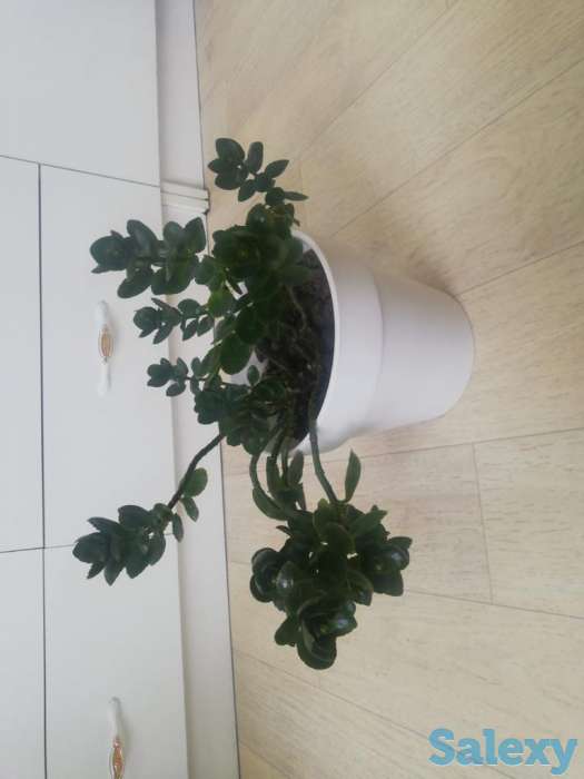 Продажа  комнатные цветы, фотография 3