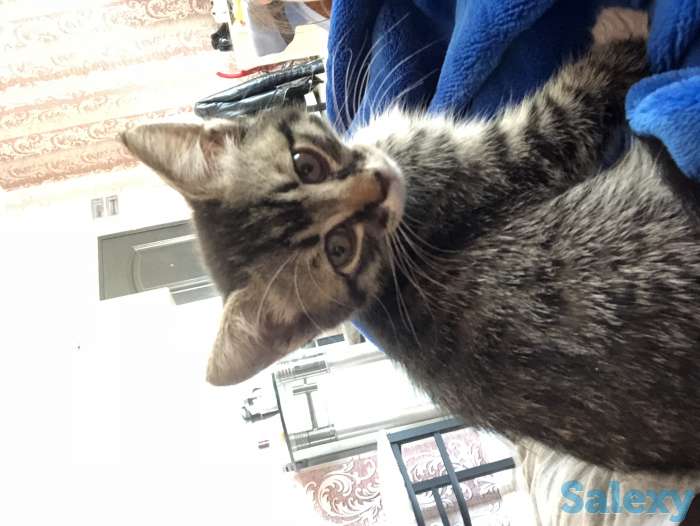 Отдам в хорошие руки, фотография 1