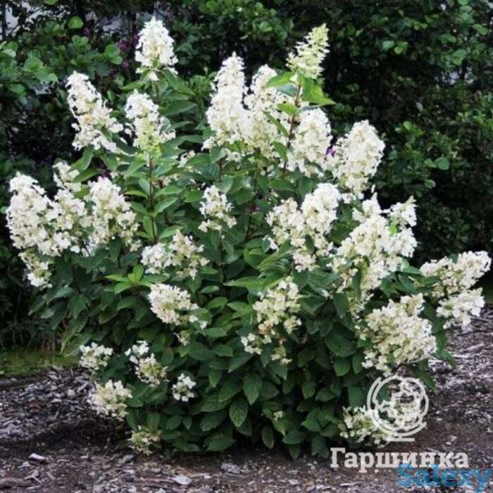 Гортензия юник, фотография 1