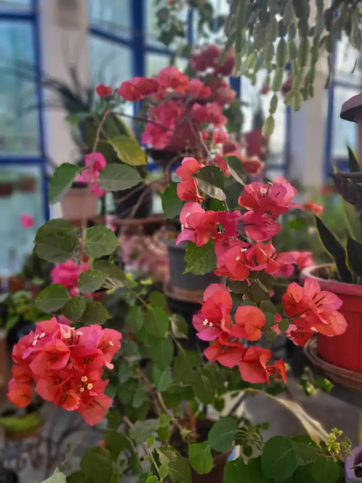 Продам роскошные Бугенвилии, фотография 7