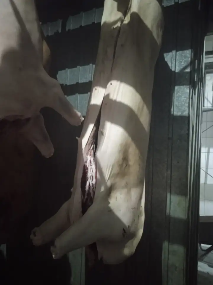 Поросята живые, здоровые и тушками., фотография 4